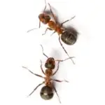 Gallary-Ants-Pavement