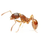 Gallary-Ants-Pharoah