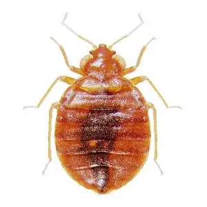 bed-bugs