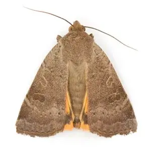 moth
